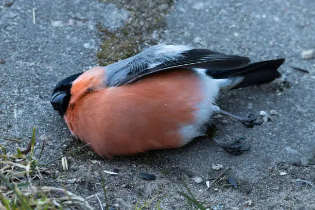 Eurasian bullfinch, Pyrrhula pyrrhula passed away after being infected with parasite Trichomonas gallinae.