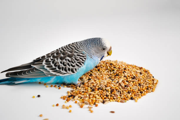 istock Blue wavy parrot eats bird food on a white background. pet shop. 1328037425