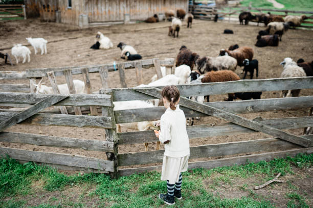 istock Little girl feeding goats on the farm. 1328038325