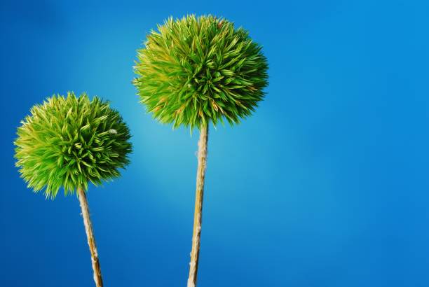 Dried Green Ball Dianthus Pom Pom on blue background