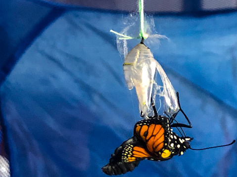 The beauty of the birth of a monarch butterfly