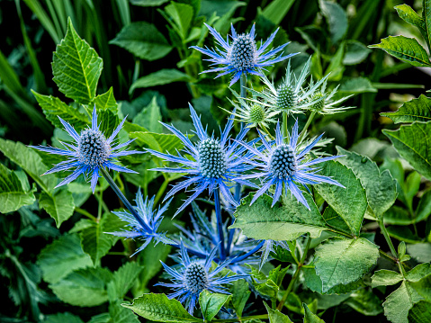 Close-up of Eryngium planum, an ornamental perennial also known as Blue Eryngo, with blue, egg-shaped umbels and whorls of spiny basal bracts. Summertime.