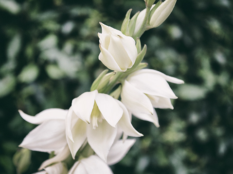 Macro photograph of Snowflake flowers - Leucojum aestivum