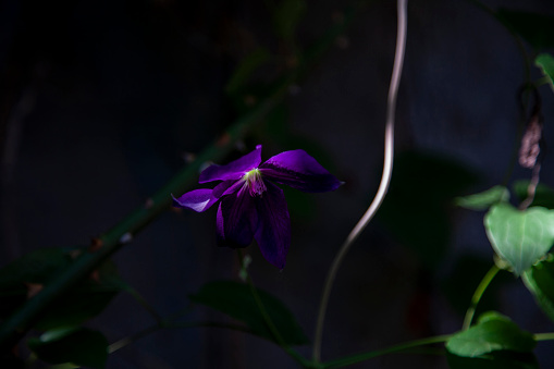 Purple princess flower in selective light of a garden.