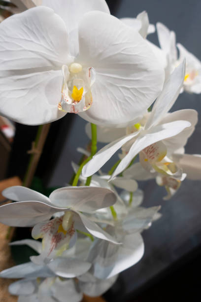 istock White Orchid Fabric flowers close-up 1328041564