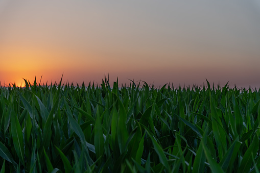A Smoke-Filled Sky Causing An Erie Sun Set Over An Agricultural Field Of Corn Waving In The Warm Evening Breeze
