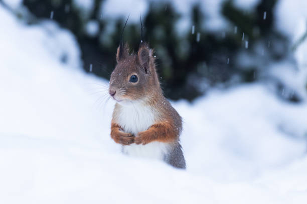 istock Red squirrel, Sciurus vulgaris standing in snow in wintery Estonian forest. 1328043619