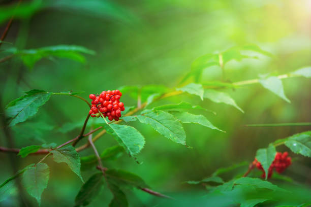 istock Branch with red rowan berries lit by the sun's rays in the forest 1328045515