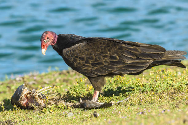 istock Turkey Vulture Feeding on a Fish Carcass 1328046775