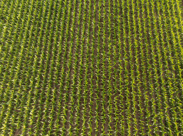 istock Aerial view of a corn field 1328047536