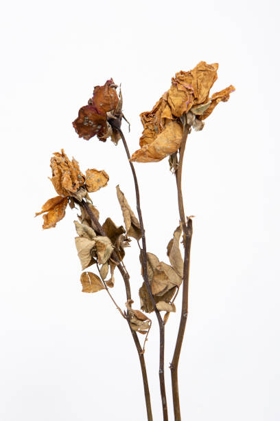 istock Dry flower with white painted wall background 1328047782