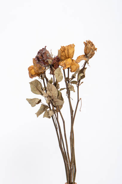 istock Dry flower with white painted wall background 1328047784