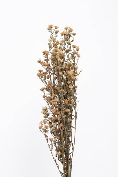 istock Dry flower with white painted wall background 1328047785