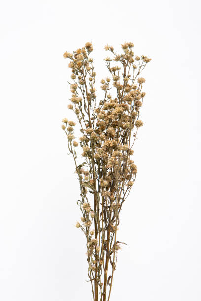 istock Dry flower with white painted wall background 1328047788