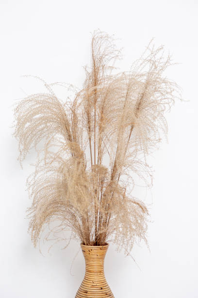 istock dry weeds with white painted wall background 1328047854