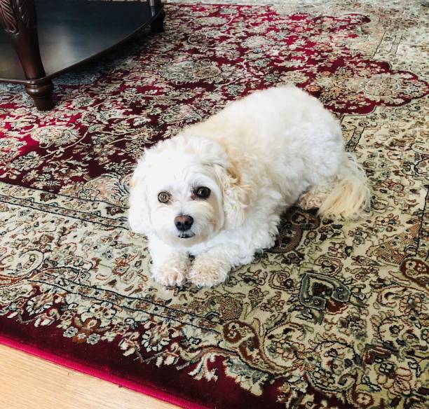 istock Puppy on the carpet 1328048735