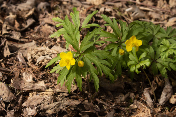 istock Blooming Yellow wood anemone, Anemonoides ranunculoides in a springtime forest 1328049184
