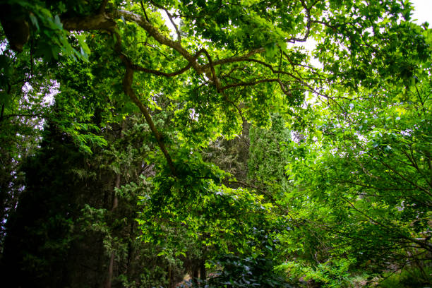istock An area with big green trees. nice for green background 1328050433