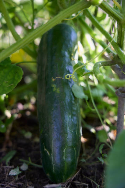 istock Cucumber plant in a garden 1328051138