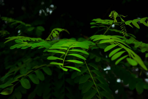 istock Close-up image of green leaves. Suitable for background 1328051312