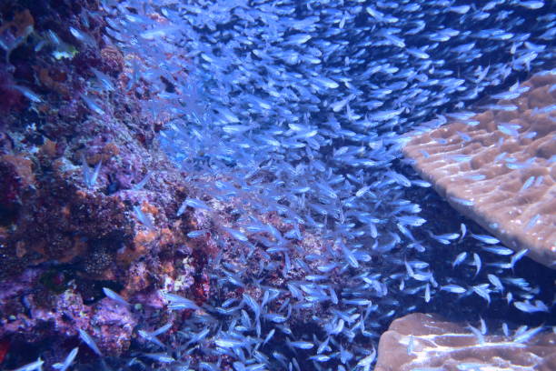 istock Coral reefs and a flock of dwarf grass tetras 1328054049