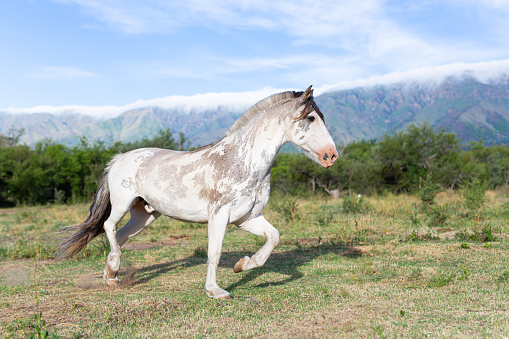Criollo horse in the countryside with mountains behind