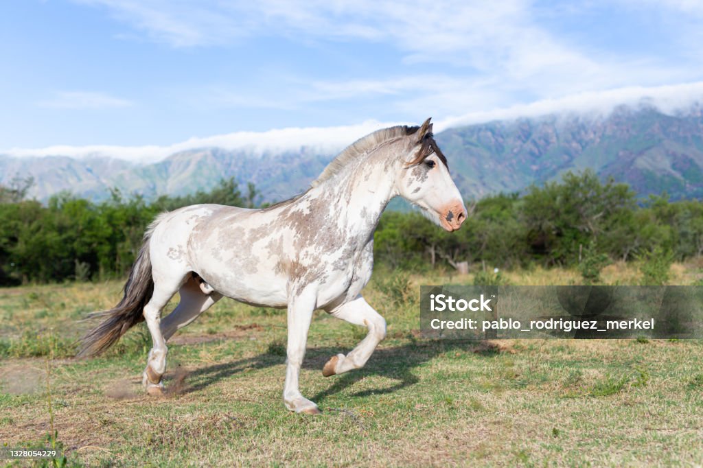 Criollo horse in the countryside Criollo horse in the countryside with mountains behind Criollo Horse Stock Photo