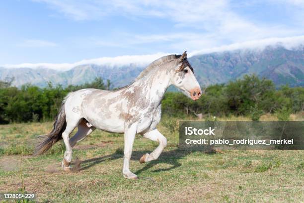 Criollo Horse In The Countryside Stock Photo - Download Image Now - Criollo Horse, Horse, Agricultural Field