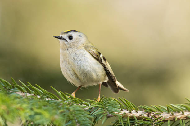 istock Smallest bird in Europe, Goldcrest perched on a spring day in Estonia. 1328054232