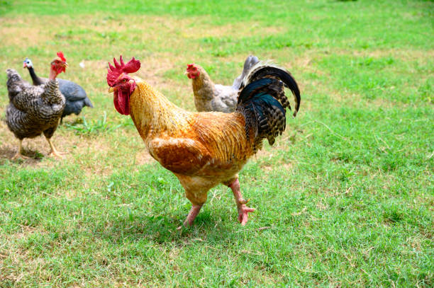 istock Rooster and some colorful chickens walking free 1328056977