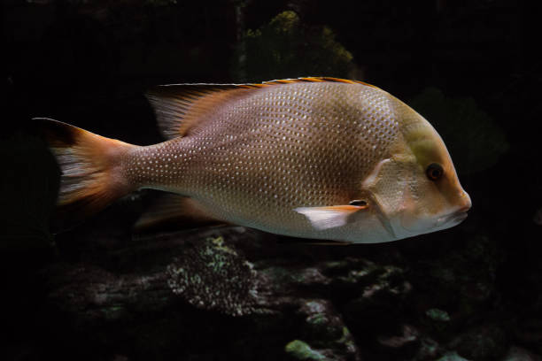istock Snapper fish swims on the bottom of the sea. Side view. 1328057671
