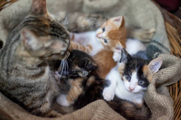 мама кошки с котятами в плетеной корзине - newborn animal фотографии стоковые фото и изображения