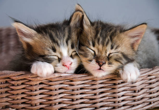 istock Two cute cats fell asleep in a wicker basket 1328057742