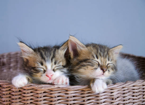 istock Two cute cats fell asleep in a wicker basket 1328057747