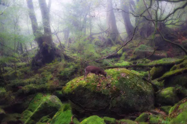 This is a scenery of the forest at Yakushima island in Kagoshima prefecture, Japan.
Yakushima island is well known worldwide as a tourist destination in this prefecture, many people come to see this wonderful scenery every season every year.