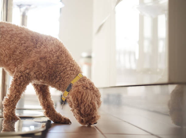 istock cute toy poodle living inside the house 1328061526