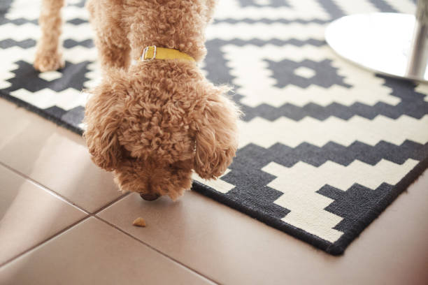 istock cute toy poodle living inside the house 1328061528