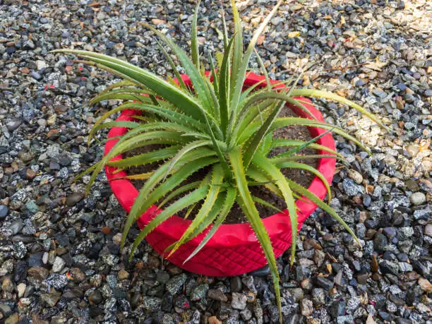 Photo of Dyckia plant potted in a red beautiful pot