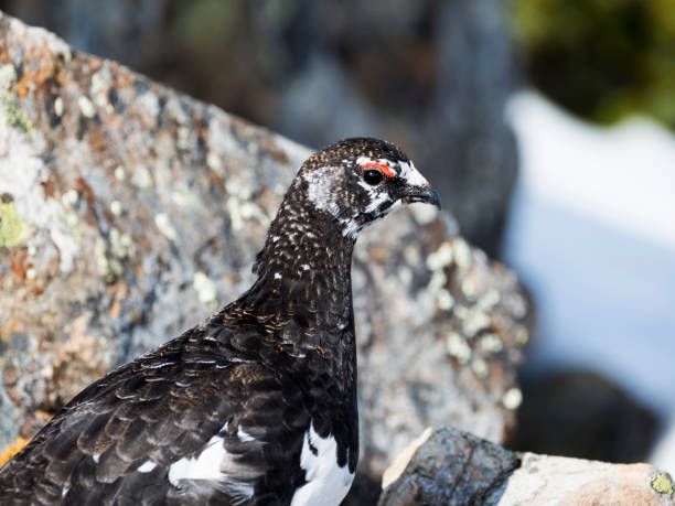 istock rock ptarmigan male 1328064973