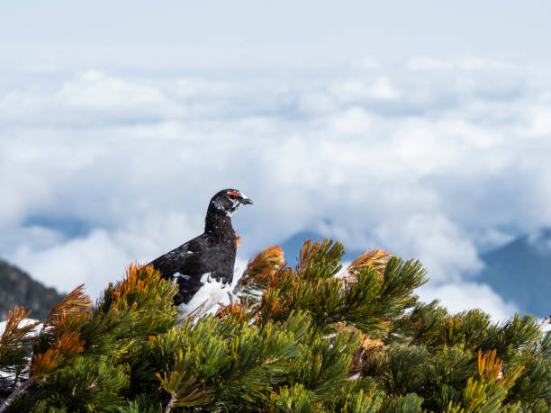 istock rock ptarmigan male 1328064999
