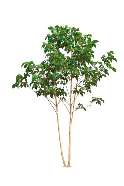 istock Small tree are perfect with beautiful green leaves 1328065877