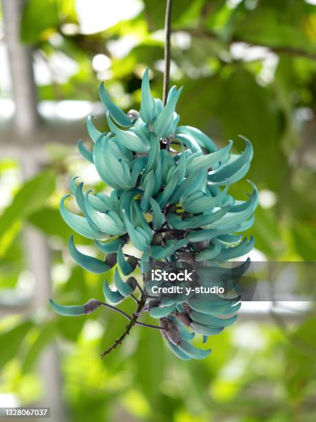 Flor De Vid De Jade Foto de stock y más banco de imágenes de Azul - Azul, Azul turquesa, Color - Tipo de imagen - iStock Flor De Vid De Jade Foto de stock y más banco de imágenes de Azul - Azul, Azul turquesa, Color - Tipo de imagen - iStock