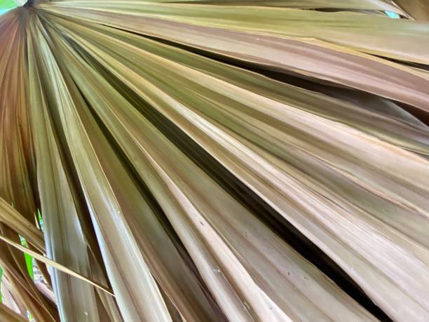 istock Close-up of dry palm leaf background 1328070333