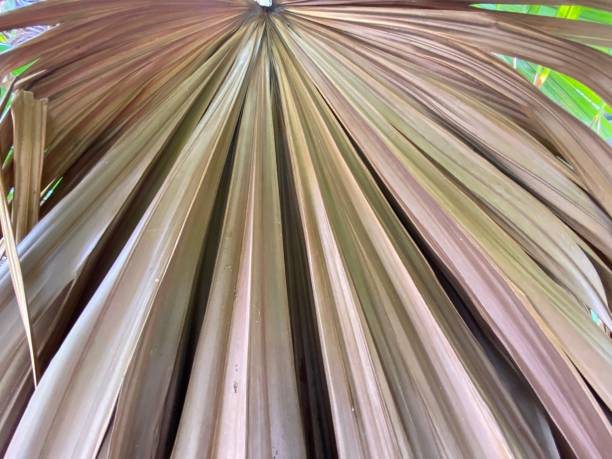 istock Close-up of dry palm leaf 1328070347