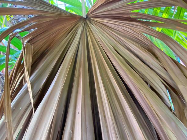 istock Close-up of dry palm leaf background 1328070354