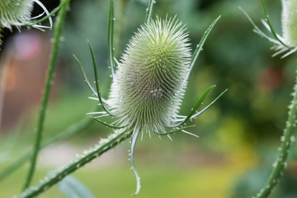 istock Dipsacus fullonum, wild teasel flower closeup selective focus 1328071143