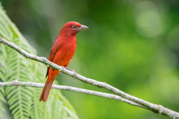 Hepatic Tanager - Piranga flava. Red tanager perched on small branches carefully surrounding the environment stock photo