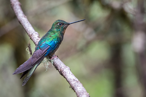 Giant hummingbird perched sideways on a tree branch