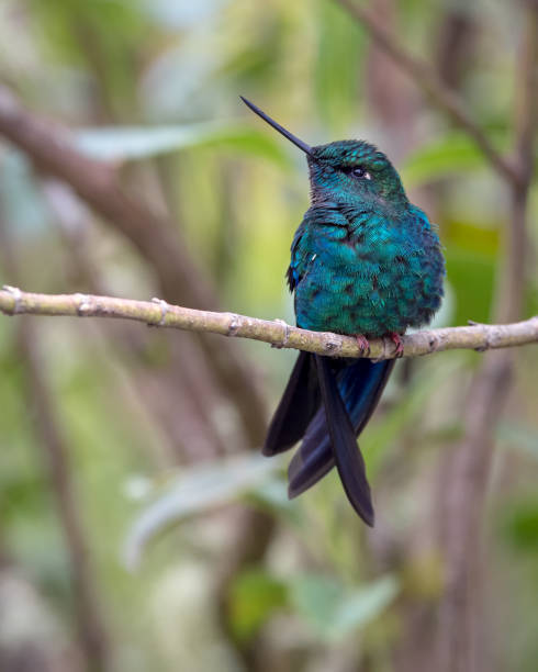 Pterophanes cyanopterus - Great Sapphirewing. Giant hummingbird resting on a branch stock photo