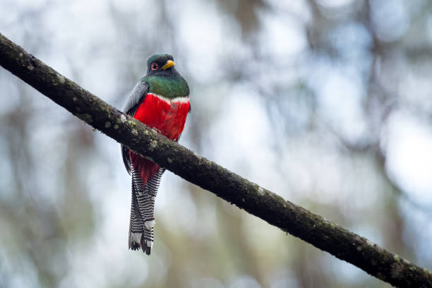 Collared trogon - Trogon Collaris. Colorful and beautiful bird perched on a diagonal tree branch with a nice background stock photo